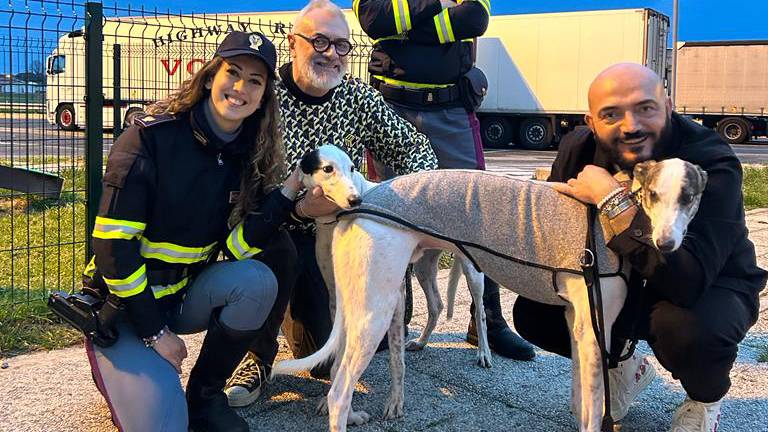 Il cane Hector scappa in autostrada all'altezza di Savignano: salvato dalla polizia stradale Il cane Hector scappa in autostrada all'altezza di Savignano: salvato dalla polizia stradale