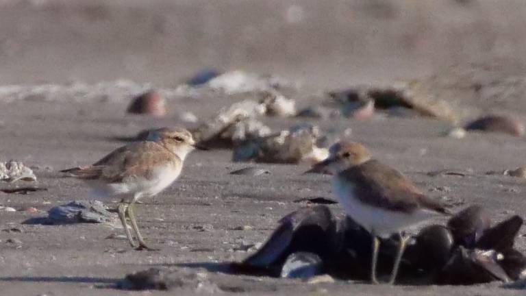 Ravenna, tutela del fratino: martedì la pulizia della spiaggia a Lido di Dante e a Lido di Classe Ravenna, tutela del fratino: martedì la pulizia della spiaggia a Lido di Dante e a Lido di Classe