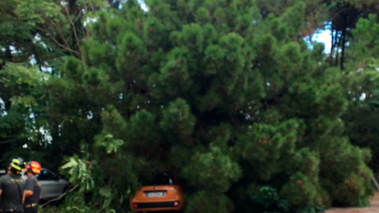 Albero cade lungo viale delle Nazioni. Marina di Ravenna paralizzata Albero cade lungo viale delle Nazioni. Marina di Ravenna paralizzata