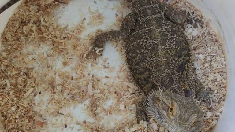 Cesena: trova in giardino un drago barbuto Cesena: trova in giardino un drago barbuto
