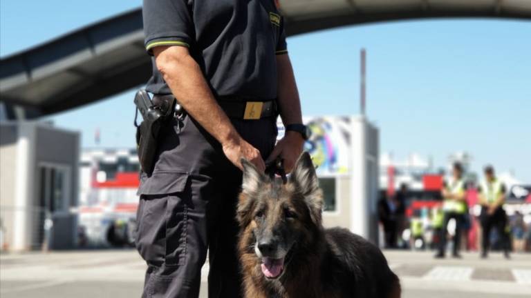 Rimini, dopo 13 anni il cane Finanziere Ulla va in pensione Rimini, dopo 13 anni il cane Finanziere Ulla va in pensione