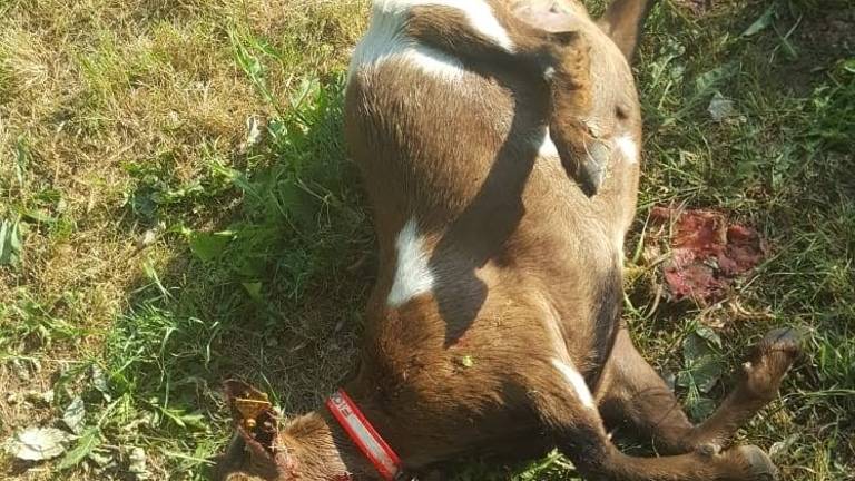 Forlì, capretto morto: forse ucciso con un'arma da fuoco Forlì, capretto morto: forse ucciso con un'arma da fuoco