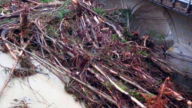 Forlì, raccolta legna dai fiumi: Bartolini all'attacco Forlì, raccolta legna dai fiumi: Bartolini all'attacco