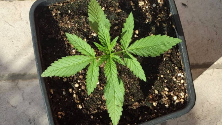 Rimini. Arrestato spacciatore casalingo grazie al fiuto di Bruce Rimini. Arrestato spacciatore casalingo grazie al fiuto di Bruce