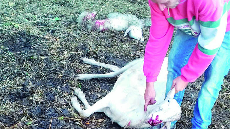 Lupi in azione alle porte di Forlì, assalite pecore e un cavallo Lupi in azione alle porte di Forlì, assalite pecore e un cavallo