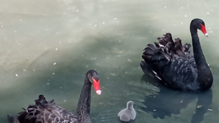 Il cigno nero di Cotignola e l'airone rosso di Lugo: patrimoni da tutelare nei parchi Il cigno nero di Cotignola e l'airone rosso di Lugo: patrimoni da tutelare nei parchi