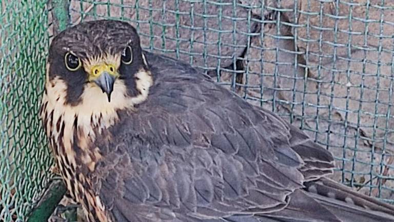 Misano. Cacciatore abbatte a fucilate un falco lodolaio, specie particolarmente protetta Misano. Cacciatore abbatte a fucilate un falco lodolaio, specie particolarmente protetta