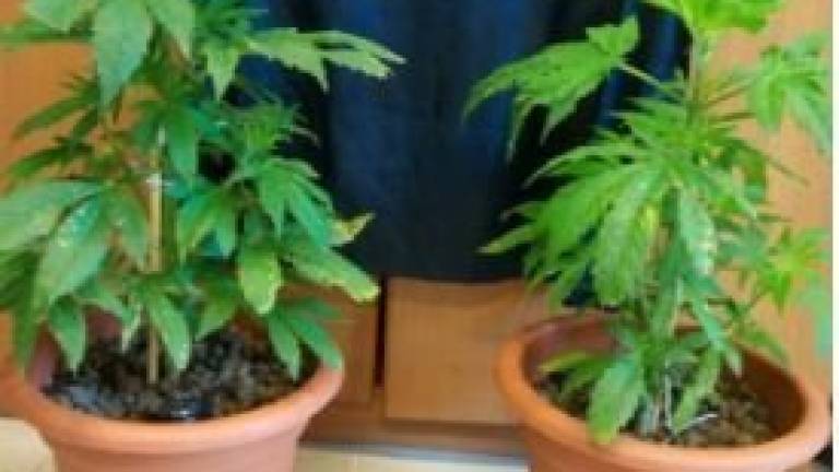 Forlì, è ai domiciliari ma va a spasso col cane e in casa ha della droga Forlì, è ai domiciliari ma va a spasso col cane e in casa ha della droga