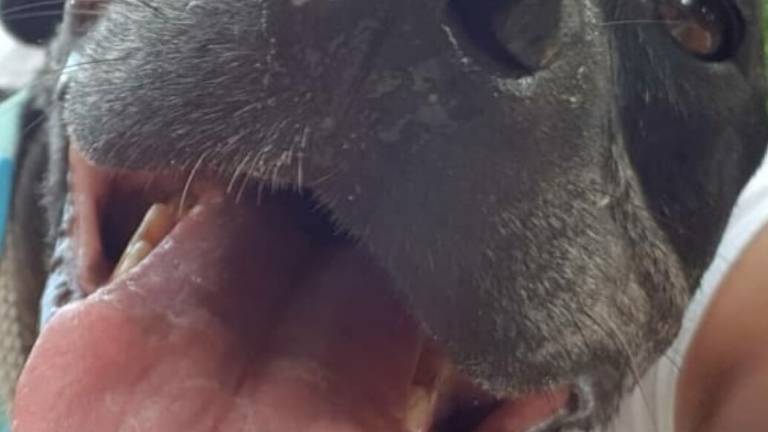 Rimini, Laika adottata dopo 8 anni passati al canile Rimini, Laika adottata dopo 8 anni passati al canile