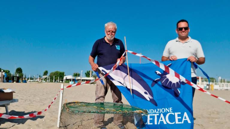 Riccione, nido tartarughe, si cercano volontari per controllarlo 24 ore su 24 GALLERY Riccione, nido tartarughe, si cercano volontari per controllarlo 24 ore su 24 GALLERY