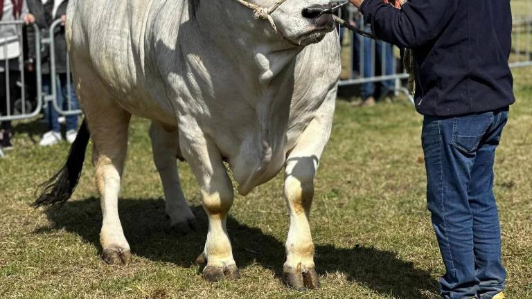 Morciano. Da sabato la Fiera di San Gregorio: animali, macchine agricole, osterie, luna park, musica, cabaret