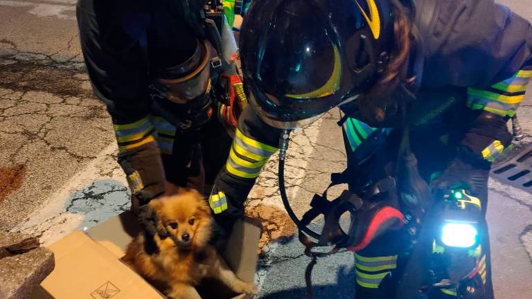 Incendio all’alba a Rimini in un condominio di case popolari. Soccorsi i residenti intossicati dal fumo, salvato un cagnolino Incendio all’alba a Rimini in un condominio di case popolari. Soccorsi i residenti intossicati dal fumo, salvato un cagnolino