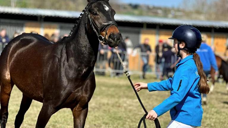 Morciano. Da sabato la Fiera di San Gregorio: animali, macchine agricole, osterie, luna park, musica, cabaret