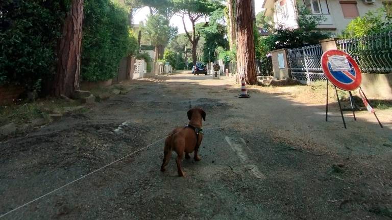 Cervia, abbattuti due pini secolari: la città si divide fra favorevoli e contrari Cervia, abbattuti due pini secolari: la città si divide fra favorevoli e contrari