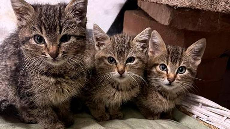 Tre gatti lasciati soli recuperati a Gambettola Tre gatti lasciati soli recuperati a Gambettola