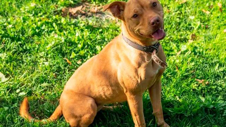 I cani randagi di Cesenatico al canile di Cervia: rinnovata la convenzione I cani randagi di Cesenatico al canile di Cervia: rinnovata la convenzione