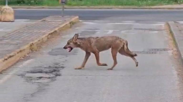 Ravenna, riecco il lupo nella zona di via Vicoli: “Hanno ridotto di 330 unità i daini in pineta” VIDEO Ravenna, riecco il lupo nella zona di via Vicoli: “Hanno ridotto di 330 unità i daini in pineta” VIDEO