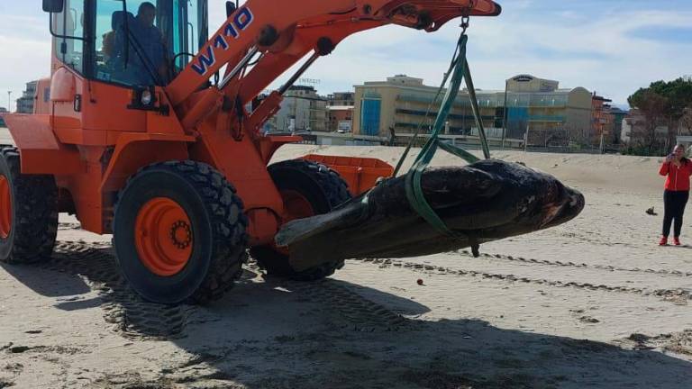 Cesenatico, rimossa la carcassa del pesce luna spiaggiato Cesenatico, rimossa la carcassa del pesce luna spiaggiato