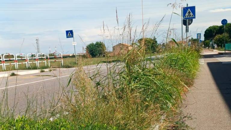 Cesena: erba alta e pericoli lungo le strade Cesena: erba alta e pericoli lungo le strade