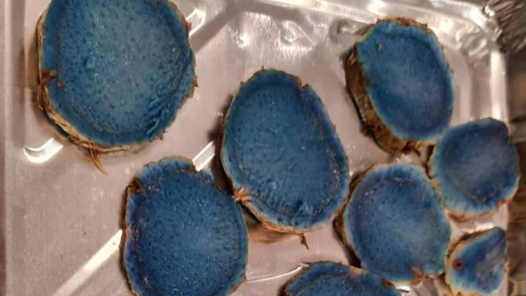 “Curcuma blu contro invecchiamento e infiammazioni”: uno studio cesenate all’università “Curcuma blu contro invecchiamento e infiammazioni”: uno studio cesenate all’università