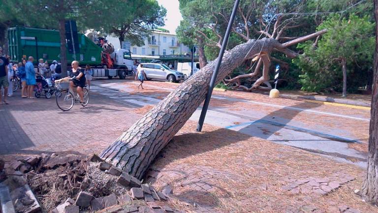 Milano Marittima, strage di alberi, divieto di accesso alle pinete ai parchi alberati VIDEOGALLERY Milano Marittima, strage di alberi, divieto di accesso alle pinete ai parchi alberati VIDEOGALLERY