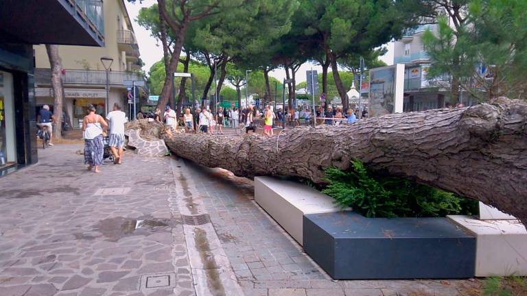 Milano Marittima, strage di alberi, divieto di accesso alle pinete ai parchi alberati VIDEOGALLERY Milano Marittima, strage di alberi, divieto di accesso alle pinete ai parchi alberati VIDEOGALLERY