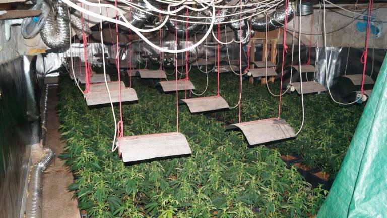 Quel casolare era la fattoria della marijuana: le immagini della maxi-serra scoperta a Castel Bolognese Quel casolare era la fattoria della marijuana: le immagini della maxi-serra scoperta a Castel Bolognese
