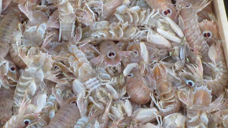 Rimini. Grazie alla mareggiata di ieri, i banchi del Mercato coperto domani saranno invasi dalle canocchie Rimini. Grazie alla mareggiata di ieri, i banchi del Mercato coperto domani saranno invasi dalle canocchie