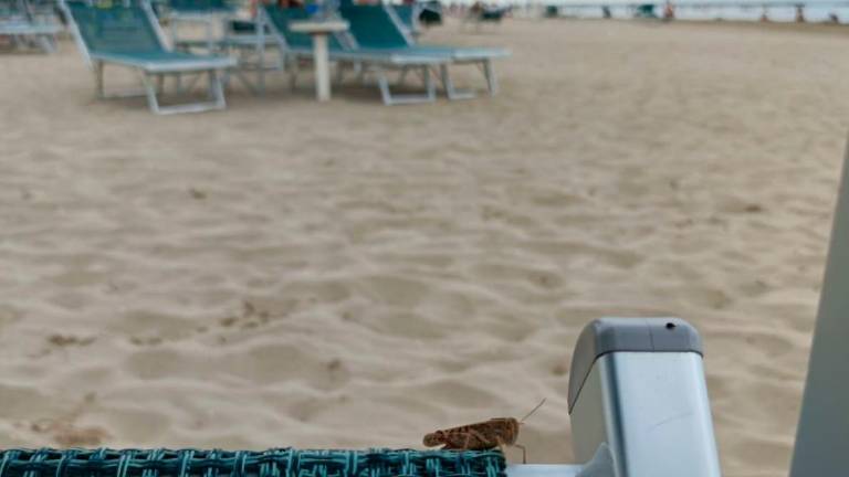 Complice il vento di garbino, nuova invasione di cavallette in spiaggia in Romagna Complice il vento di garbino, nuova invasione di cavallette in spiaggia in Romagna