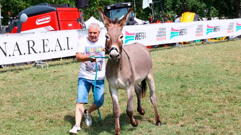 Imola, la Fiera agricola è un viaggio nella cultura contadina - Gallery Imola, la Fiera agricola è un viaggio nella cultura contadina - Gallery