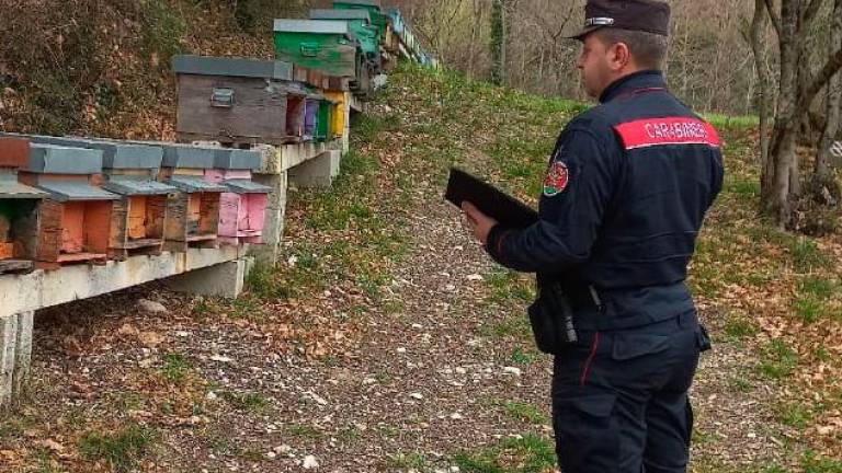 Frode nel commercio di miele, denunciate tre persone di un’azienda agricola forlivese