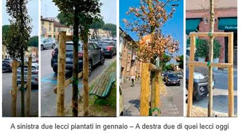 Lista per Ravenna: «Sono già secchi i lecci che hanno sostituito i pini di via Maggiore» Lista per Ravenna: «Sono già secchi i lecci che hanno sostituito i pini di via Maggiore»