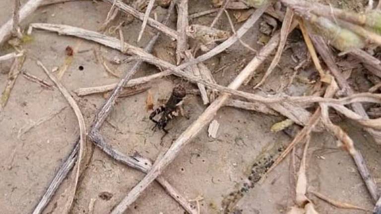 Cesena, cavallette: autorizzati insetticidi biologici fino al 30 giugno Cesena, cavallette: autorizzati insetticidi biologici fino al 30 giugno