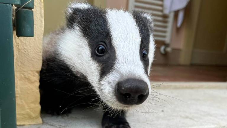 Dal piccolo tasso al cucciolo di istrice: una lunga storia di animali salvati per il Cras Rimini - Gallery Dal piccolo tasso al cucciolo di istrice: una lunga storia di animali salvati per il Cras Rimini - Gallery