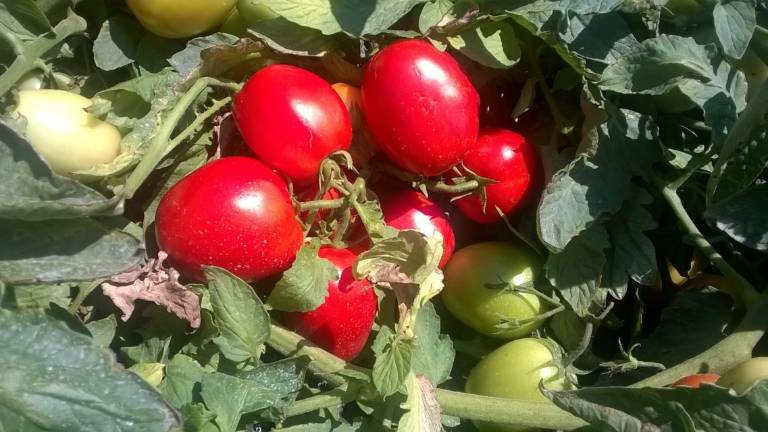 Ri.Nova, Tera Seeds e Forb.B: in Romagna si studia il pomodoro del futuro Ri.Nova, Tera Seeds e Forb.B: in Romagna si studia il pomodoro del futuro