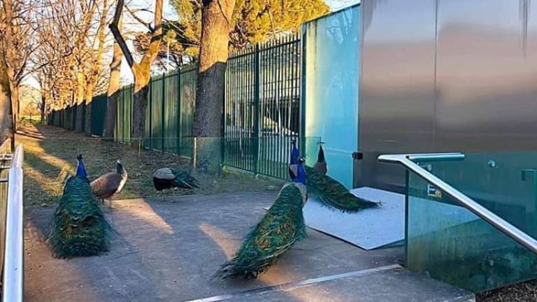 Imola, pavoni come umarell al cantiere dello stadio Romeo Galli Imola, pavoni come umarell al cantiere dello stadio Romeo Galli