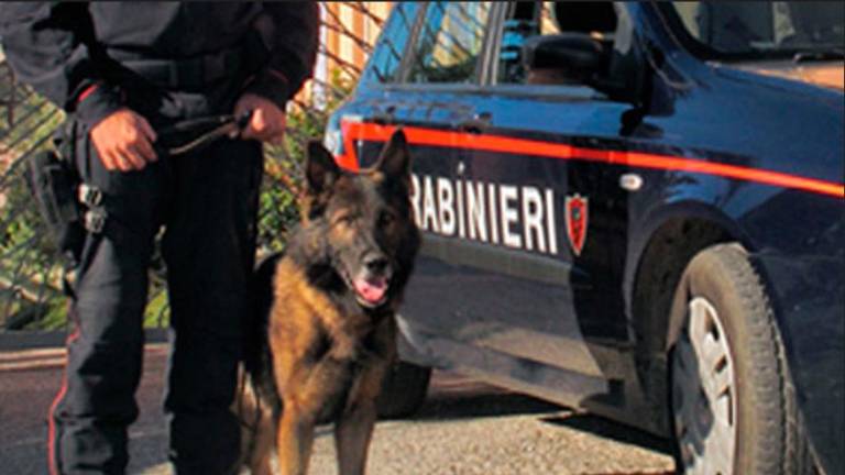 Lugo, hashish e marijuana costano la patente a tre giovani Lugo, hashish e marijuana costano la patente a tre giovani