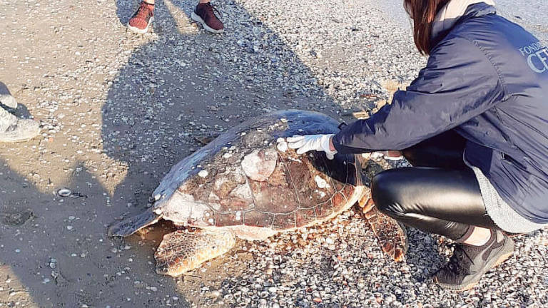 Bagno 102 di Riccione, grossa tartaruga trovata morta in spiaggia Bagno 102 di Riccione, grossa tartaruga trovata morta in spiaggia