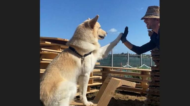 Da Demetra prodotti per l'igiene orale per i canili di Rimini e Vallecchio Da Demetra prodotti per l'igiene orale per i canili di Rimini e Vallecchio