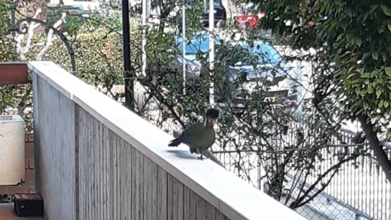 Dal Sudan alla Romagna: volatile esotico sperduto in centro a Cesena Dal Sudan alla Romagna: volatile esotico sperduto in centro a Cesena