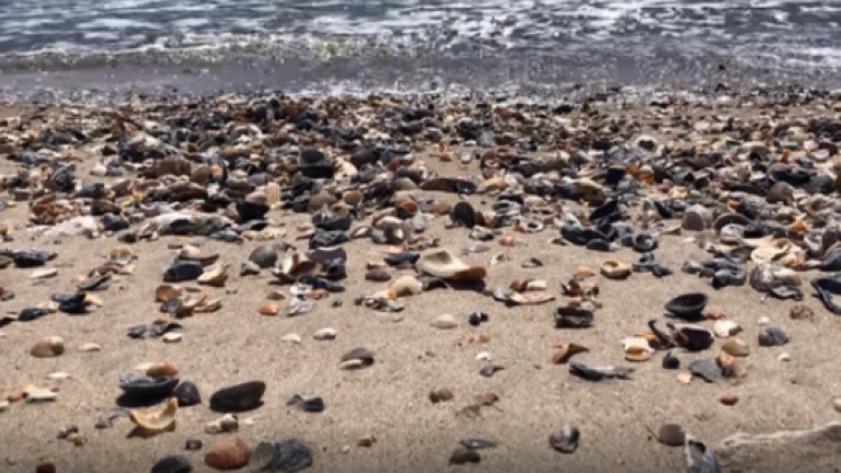 Ravenna, solari dai gusci dei molluschi. La startup pronta a diventare grande Ravenna, solari dai gusci dei molluschi. La startup pronta a diventare grande