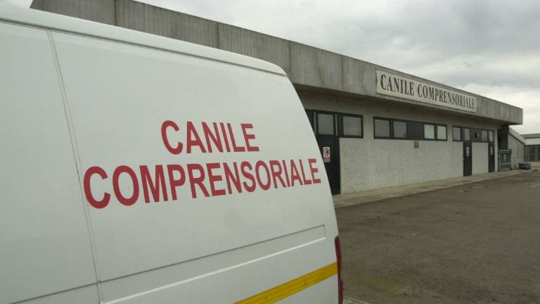 Predappio. Tenuti in serragli di fortuna: 15 cani portati in canile, tra loro molti cuccioli Predappio. Tenuti in serragli di fortuna: 15 cani portati in canile, tra loro molti cuccioli