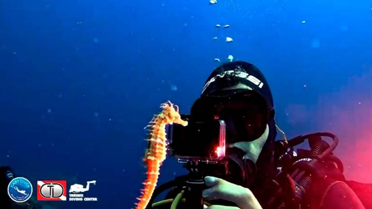 Un cavalluccio marino torna libero alle Tremiti grazie ai sub del Circolo Nautico Cattolica VIDEO Un cavalluccio marino torna libero alle Tremiti grazie ai sub del Circolo Nautico Cattolica VIDEO