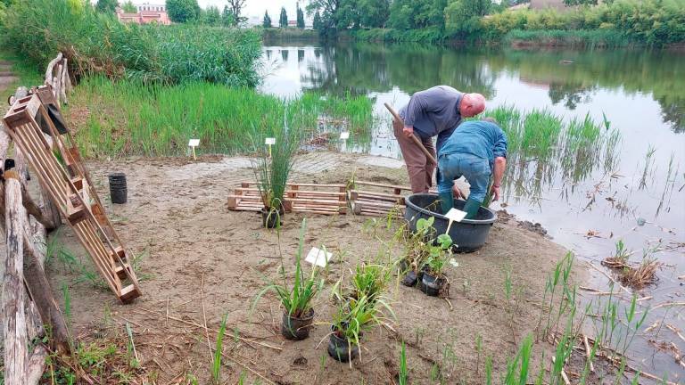 Lugo, parco del Loto: attività sperimentali per riportare il fiore nel laghetto Lugo, parco del Loto: attività sperimentali per riportare il fiore nel laghetto