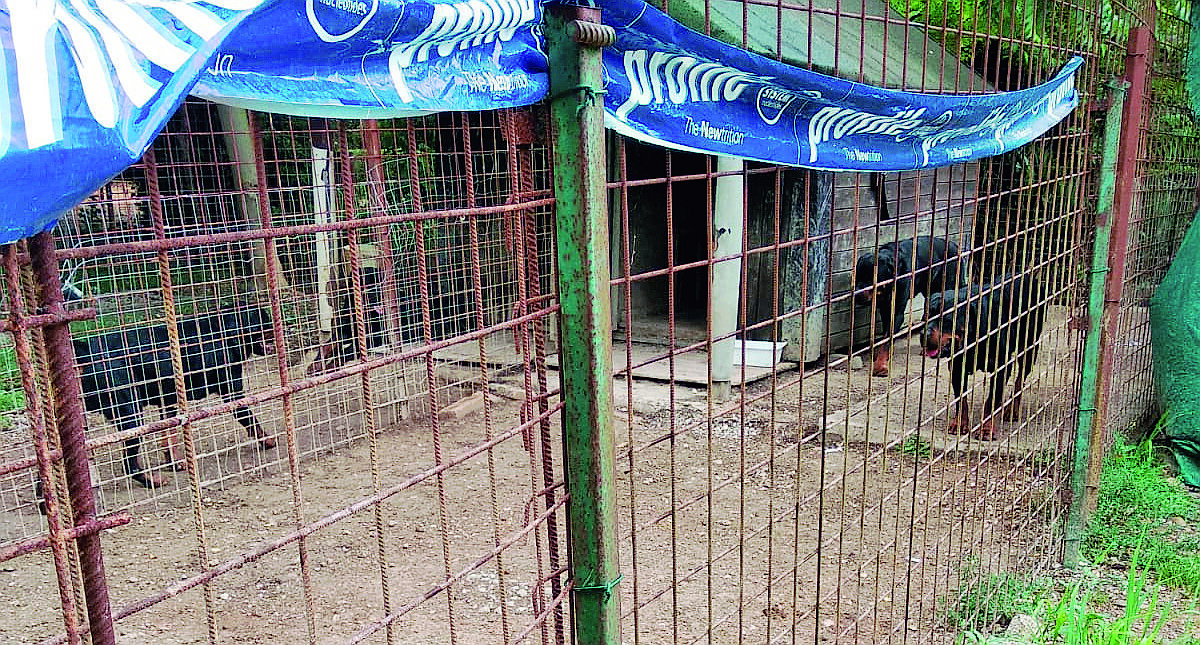 Quattordici rottweiler sequestrati in un allevamento a Cesena Quattordici rottweiler sequestrati in un allevamento a Cesena