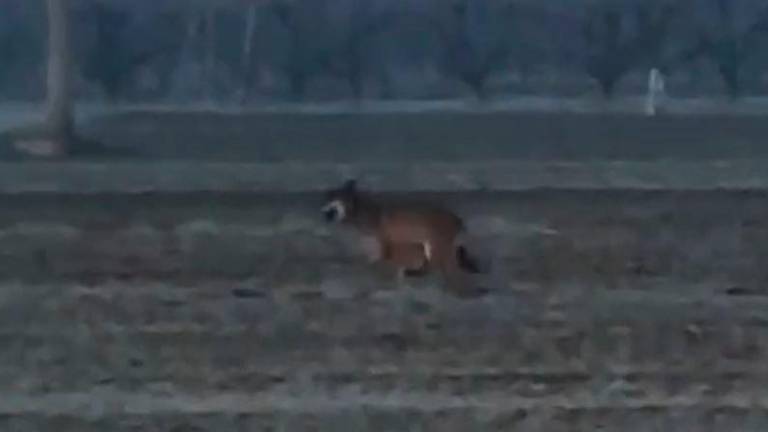 Lupo solitario: video ripreso tra Ruffio di Cesena e la zona di Gambettola Lupo solitario: video ripreso tra Ruffio di Cesena e la zona di Gambettola