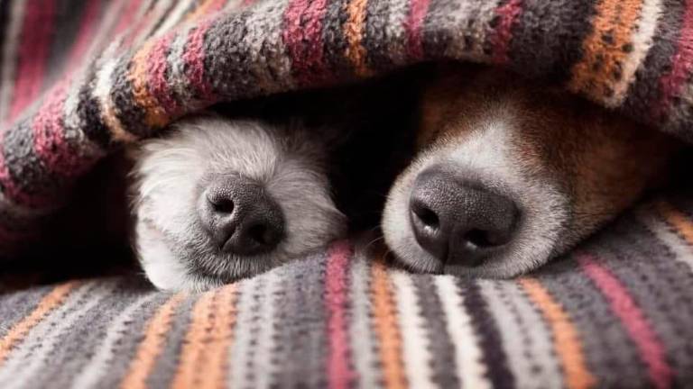 “Ci servono coperte per cani e gatti”: l’appello del canile di Riccione “Ci servono coperte per cani e gatti”: l’appello del canile di Riccione