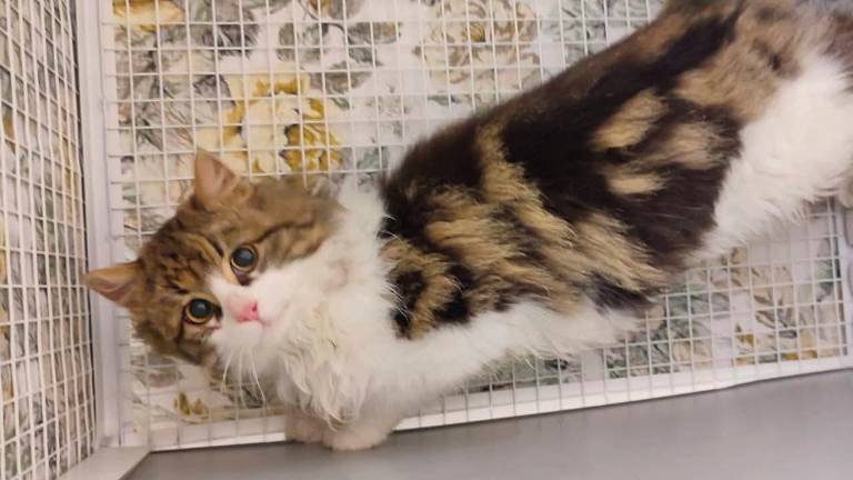 Ravenna, il mistero dei gatti scomparsi nel nulla Ravenna, il mistero dei gatti scomparsi nel nulla