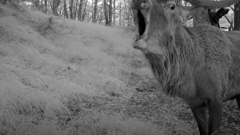 Il cervo ripreso dalla fototrappola mentre bramisce Il cervo ripreso dalla fototrappola mentre bramisce