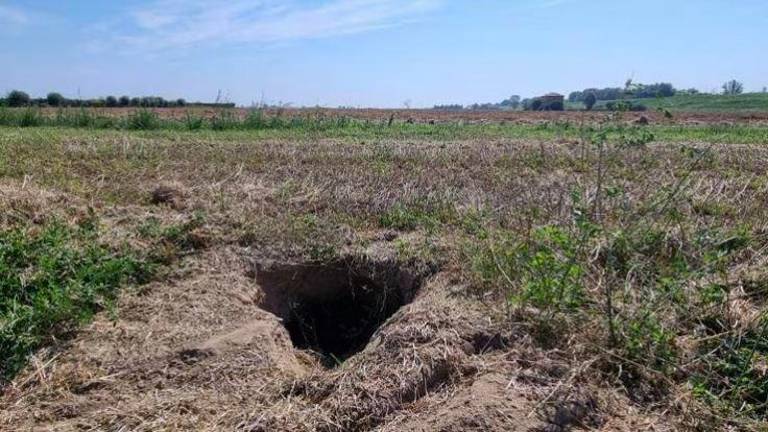 Bassa Romagna, gli argini di fiumi e canali minacciati dagli istrici Bassa Romagna, gli argini di fiumi e canali minacciati dagli istrici
